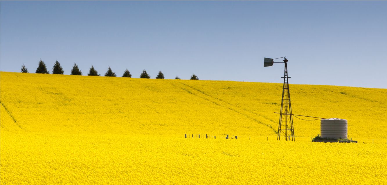 Canola fields at Creswick a short drive to the north of Ballarat.