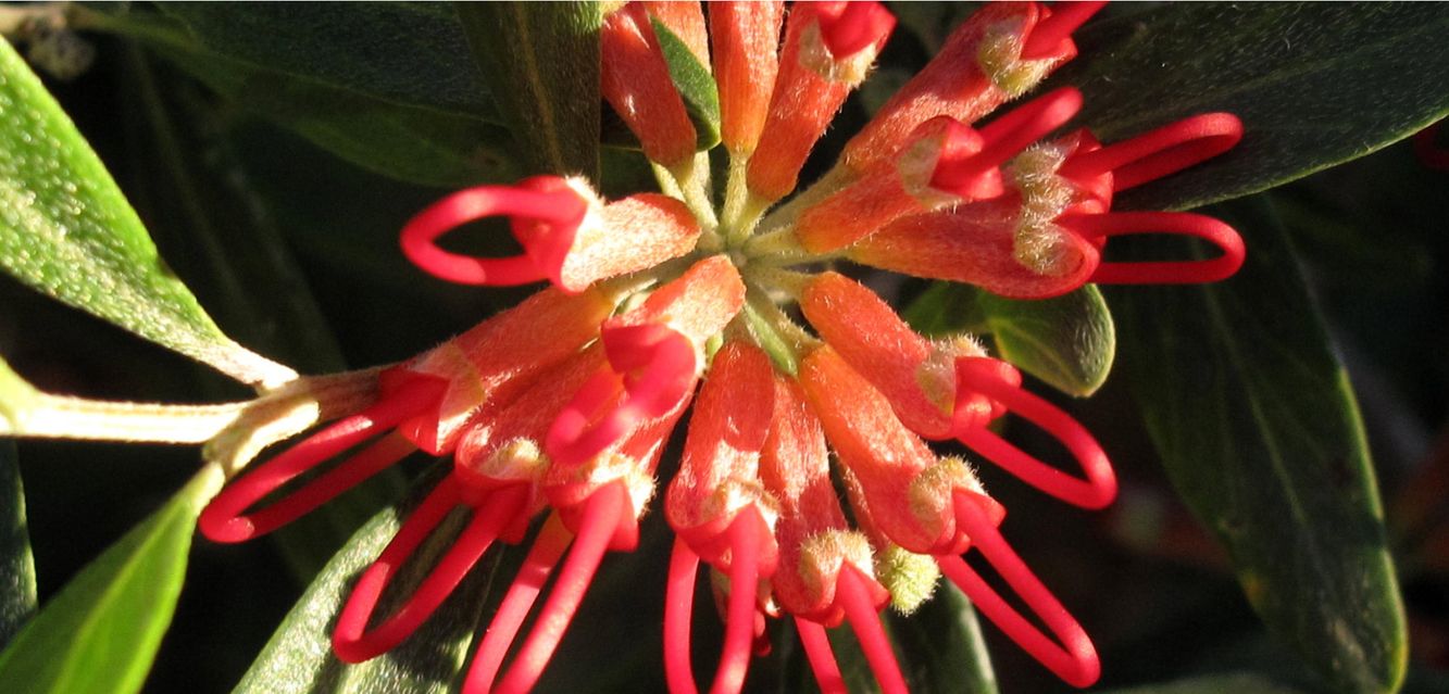 Be sure to slow down and smell the flowers in Bassendean.