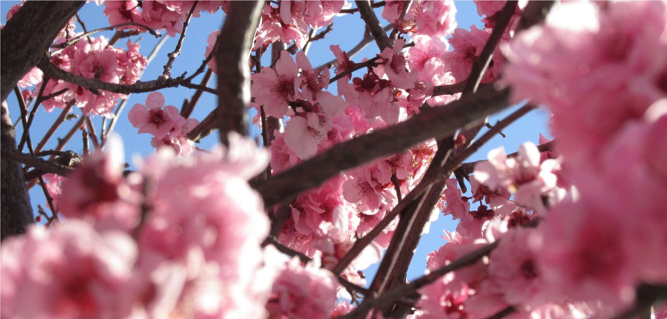 Australian Cherry Blossoms bloom in Cheltenham, Melbourne.