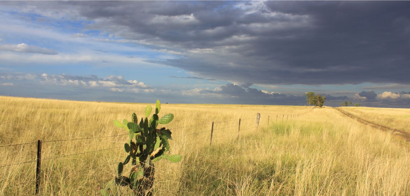 Outback fields in rural Queensland.