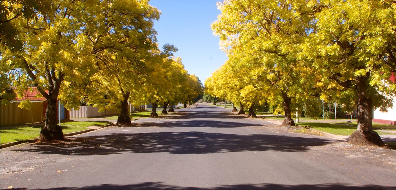 A tree-lined Goulbourn street in Autumn.