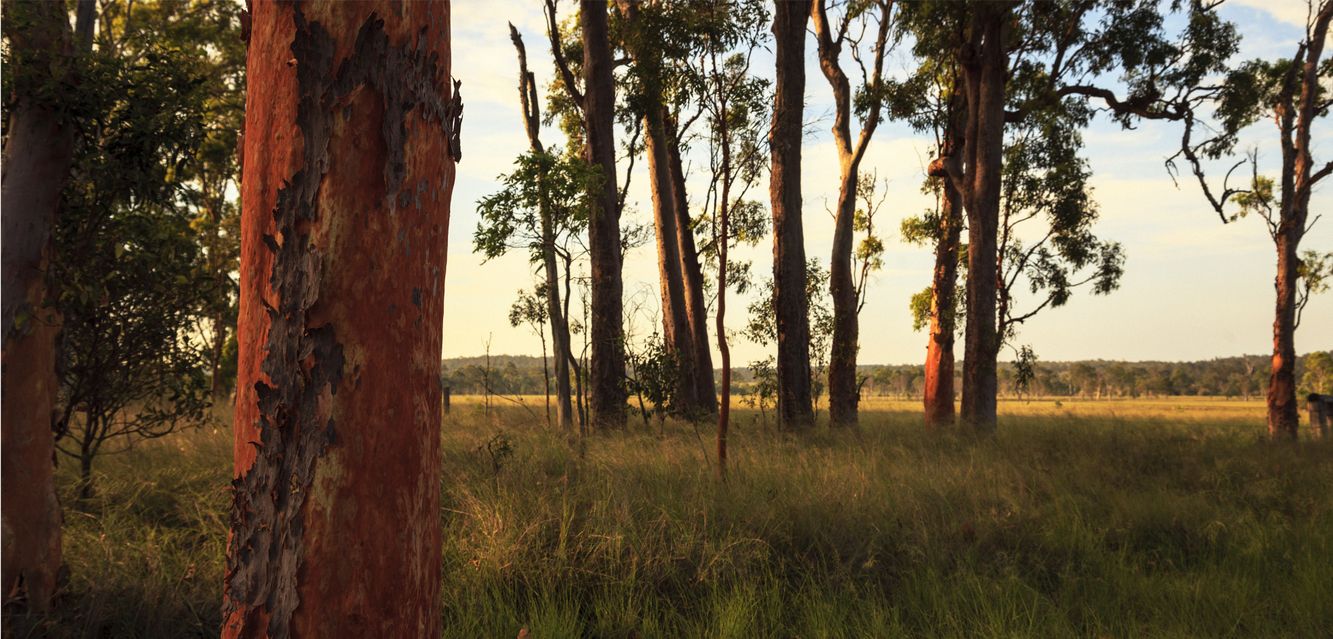 Bushland scenes outside Kingaroy.