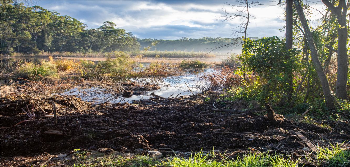 Bushland by the George’s River near Milperra.