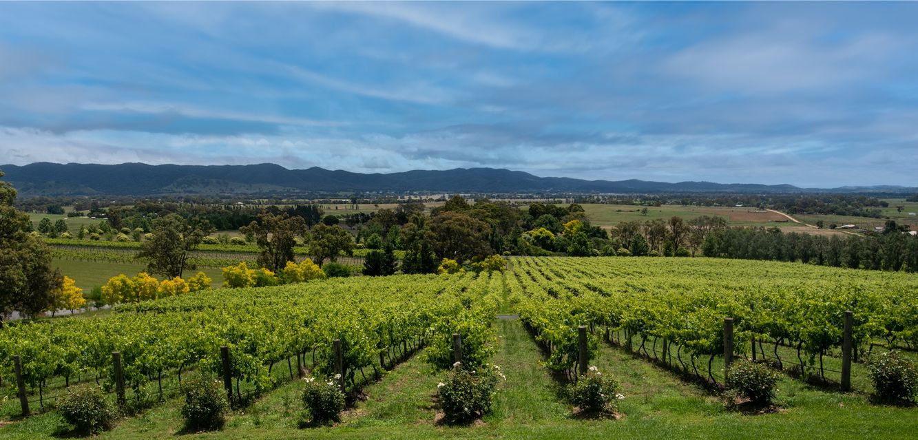 Rows of vines in the Mudgee wine growing region of New South Wales.