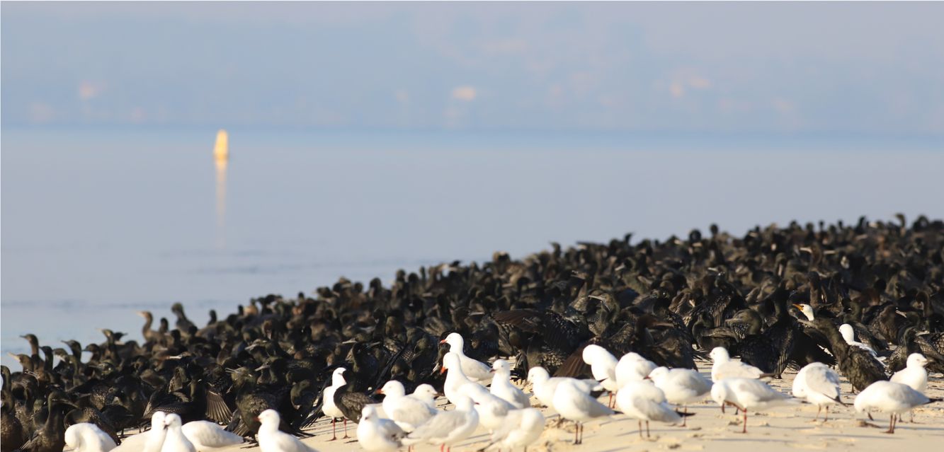 Cormorants pairing with seagulls by the Swan River near Redcliffe, Perth.