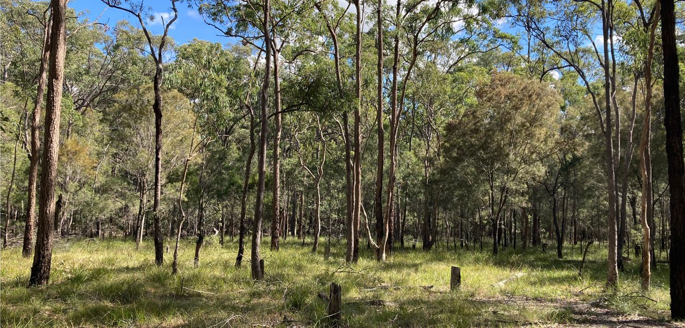Bushland scene at Karawatha near Slacks Creek, Logan, Queensland.