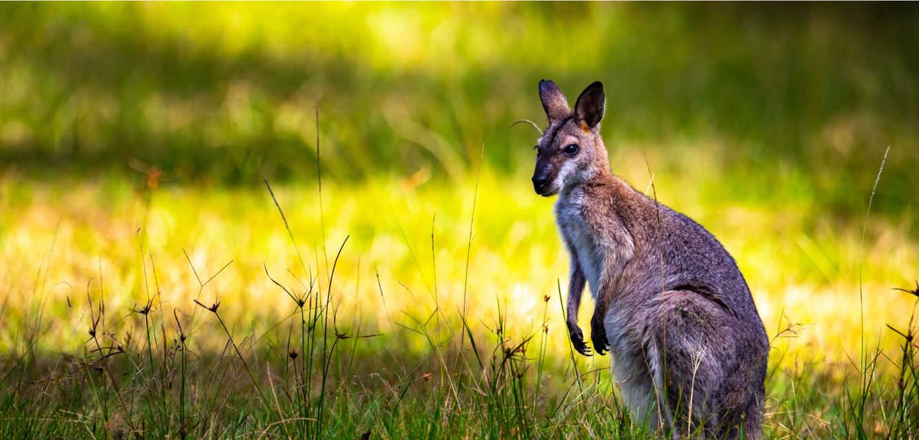 A red-necked wallaby in Venman Bushland National Park near Springwood, Queensland.