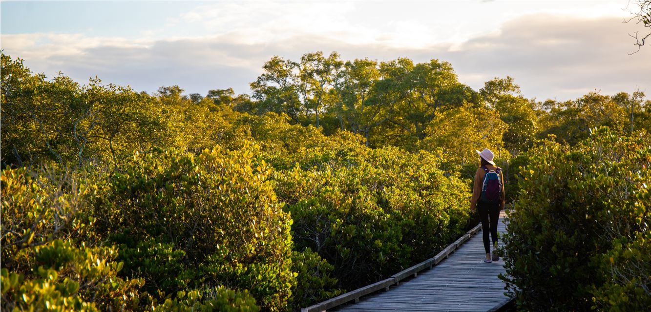 Walking among the mangroves at Nudgee Beach near Virginia, Brisbane.