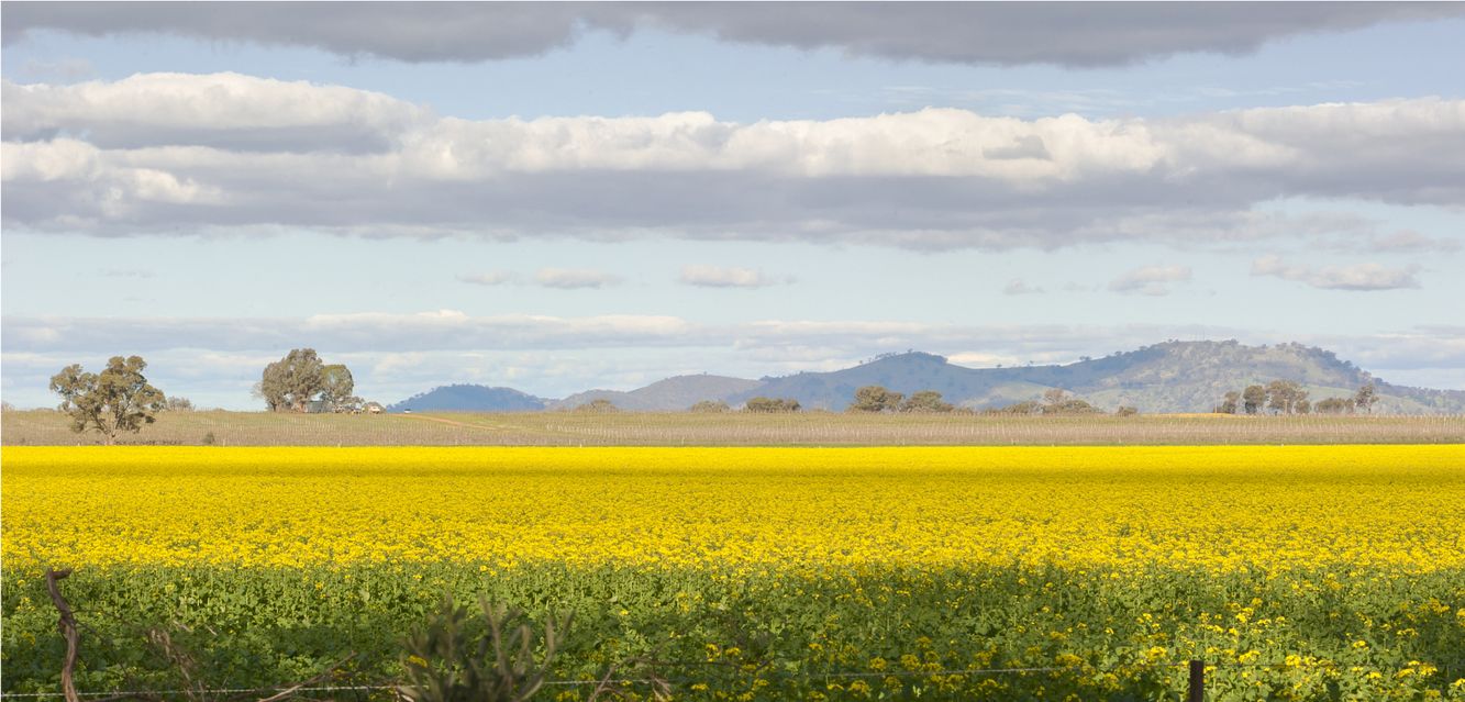 Yellow field outside Wangaratta, Victoria.