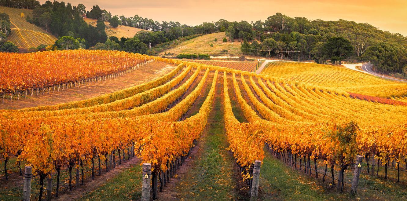 Vineyard in the Adelaide Hills, South Australia.