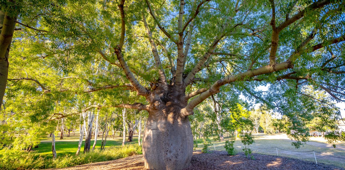 Roma’s largest bottle tree.