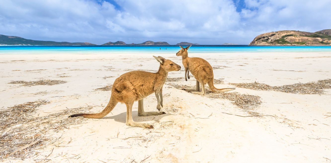 Kangaroos standing at Lucky Bay in Cape Le Grand National Park, near Esperance in Western Australia.