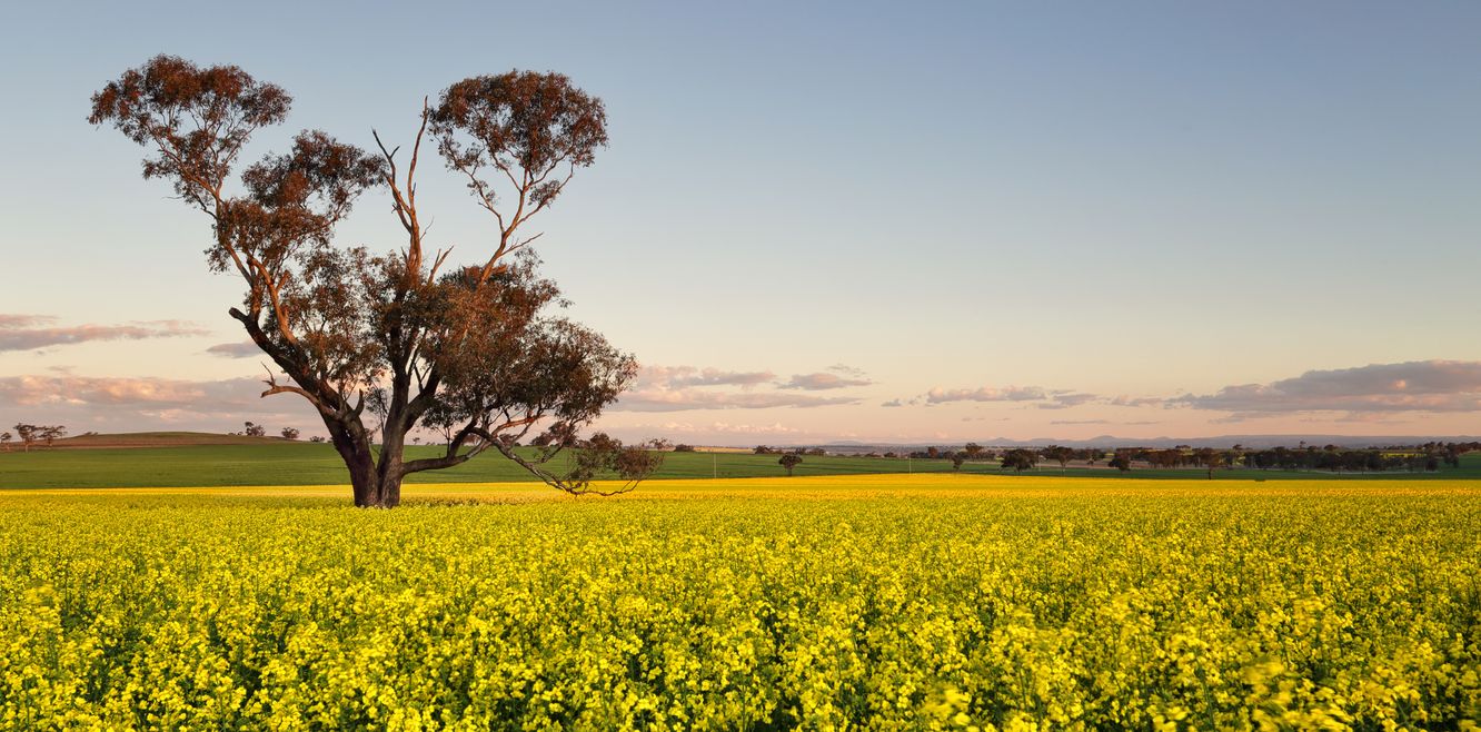 A canola field at dusk in rural Australia.