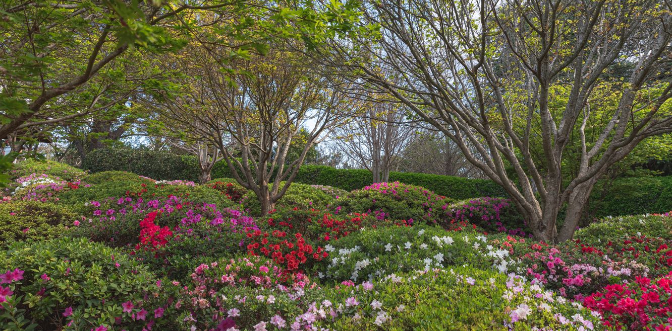 Beautiful flowers and trees in Toowoomba’s Japanese Gardens.