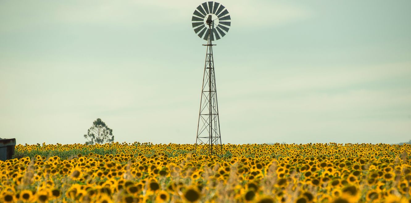 Sunflowers amongst a field next to a windmill in the afternoon in Nobby, Toowoomba Region, Queensland.
