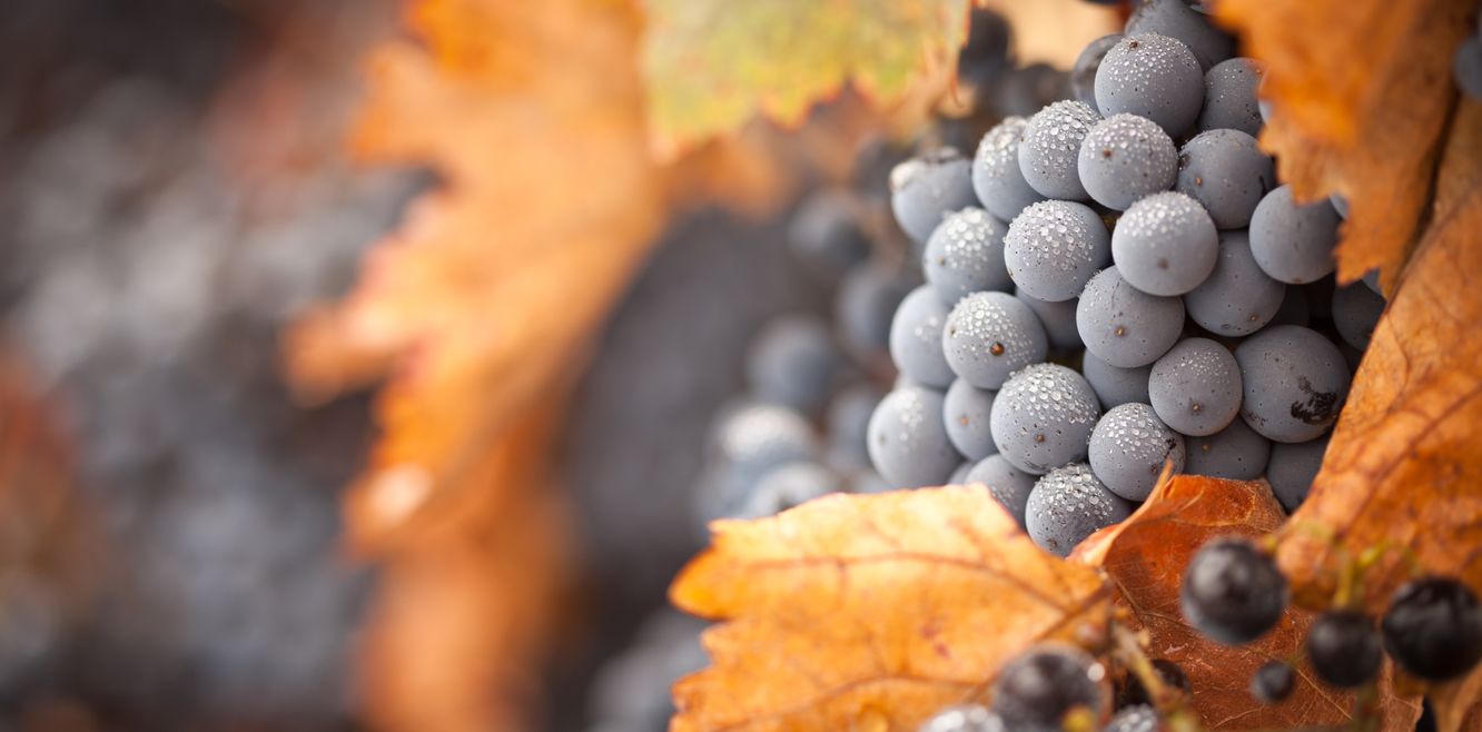 Lush, ripe wine grapes with mist