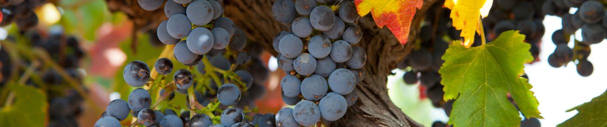 Grapes in the Barossa Valley.