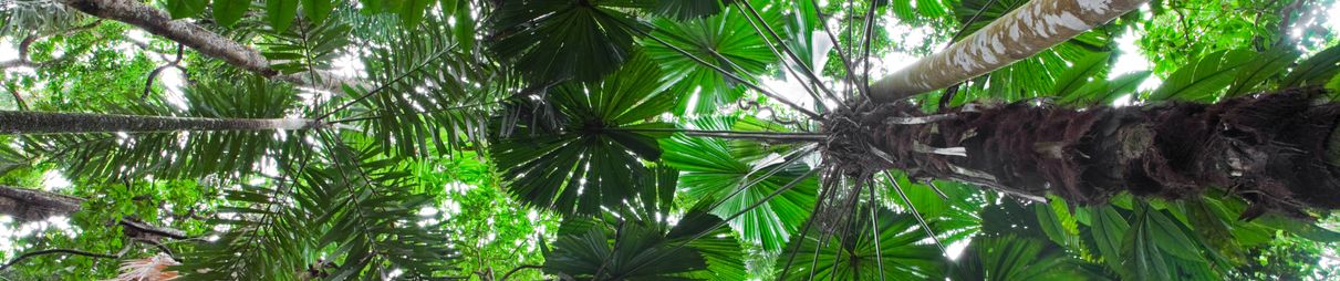 Palm tree forest canopy in the Daintree.