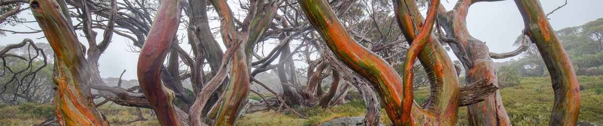 Snow Gums in the Snowy Mountains.