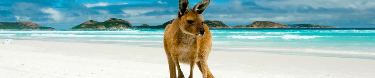Kangaroo at Lucky Bay, Cape Le Grand National Park, Australia.
