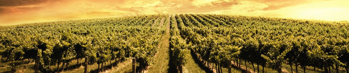 From Darwin it is a bit of a drive to the vineyards outside Adelaide.