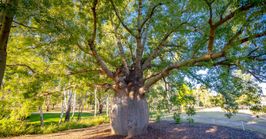 Western Queensland road trips