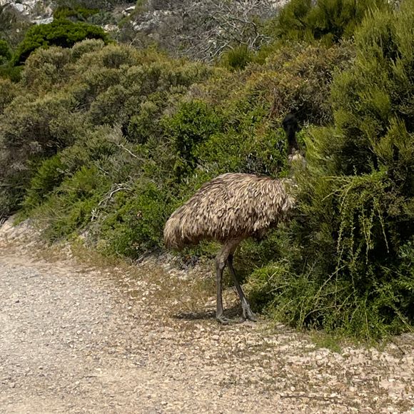 There’s plenty of emus about, but they can be somewhat camera-shy.
