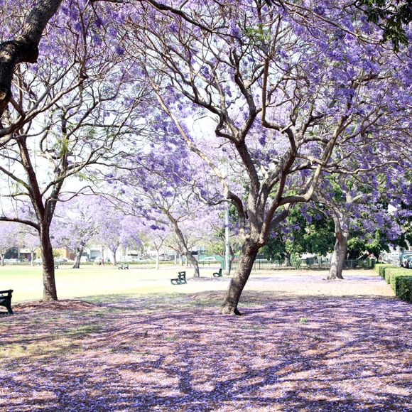Flowering Jacaranda trees in New Farm Park.