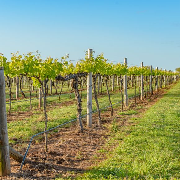 A vineyard in South Australia.
