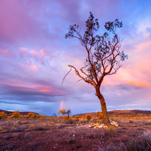 Classic South Australian native scenery.