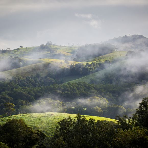 Atherton Tablelands on a Misty Morning.