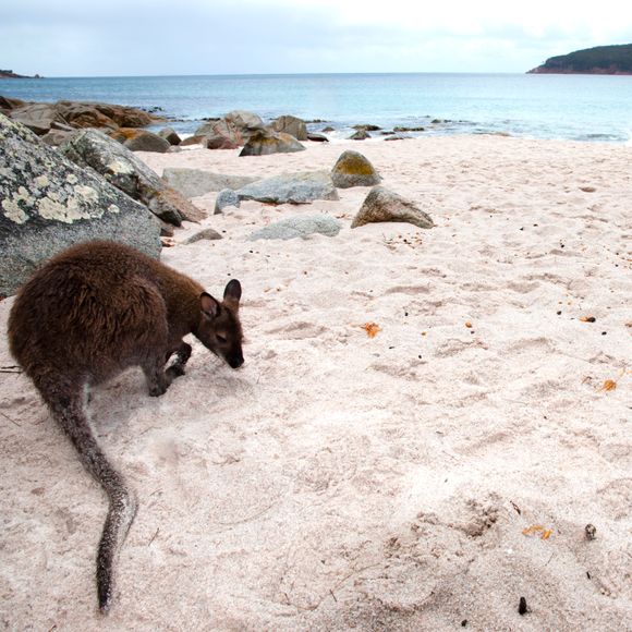 A local resident relaxes at Wineglass Bay.