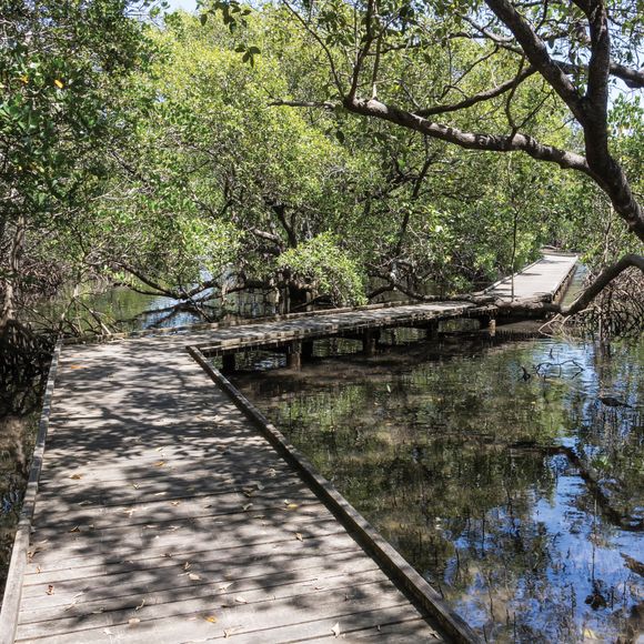 Mangrove swamp Tweed Heads NSW Australia