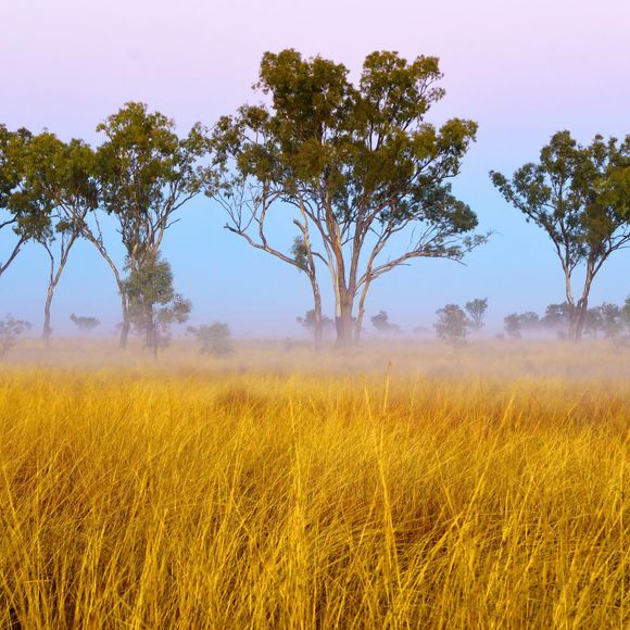 Open grassland habitat in Albinia National Park, Central Queensland.