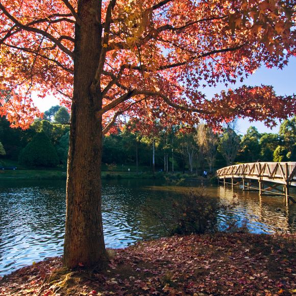Emerald Lake Park is located near Puffing Billy in the Dandenongs.