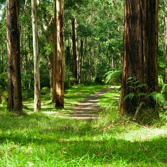 Savour the forests in Dandenong Ranges National Park.