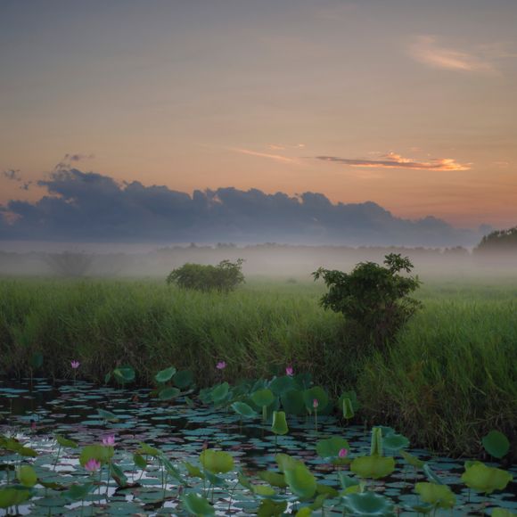 Sunrise over lotus flowers on a floodplain of the Mary River near Darwin.
