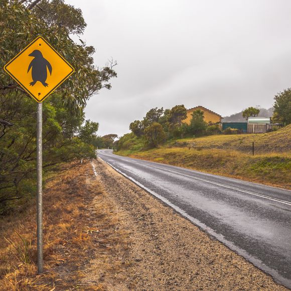 Take care: Penguins crossing.
