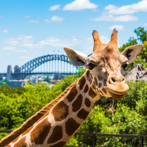 Sydney’s Taronga Zoo is one of the best in the country — and great for kids.