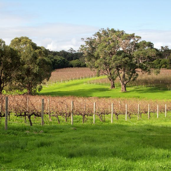 Vineyards in a wine farm near Margaret River.
