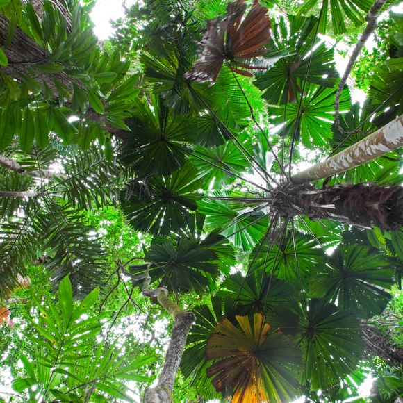 Enjoy the shade of the Daintree’s palm forests.