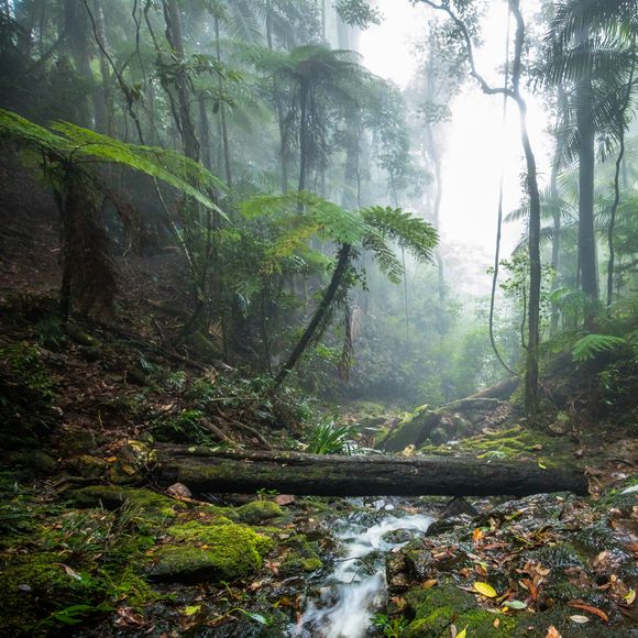 On the Twin Falls hike in Springbrook National Park.