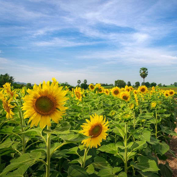 Shiny yellow sunflowers in southern Queensland.