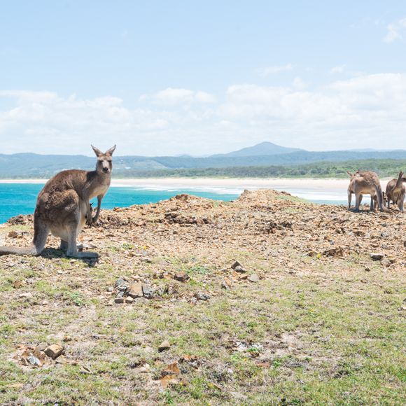 Kangaroos enjoy some sea views near Coffs Harbour.