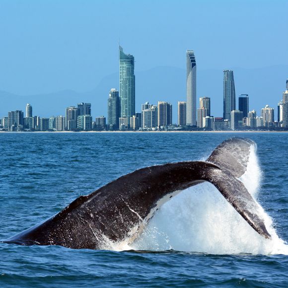 A whale frolics offshore.