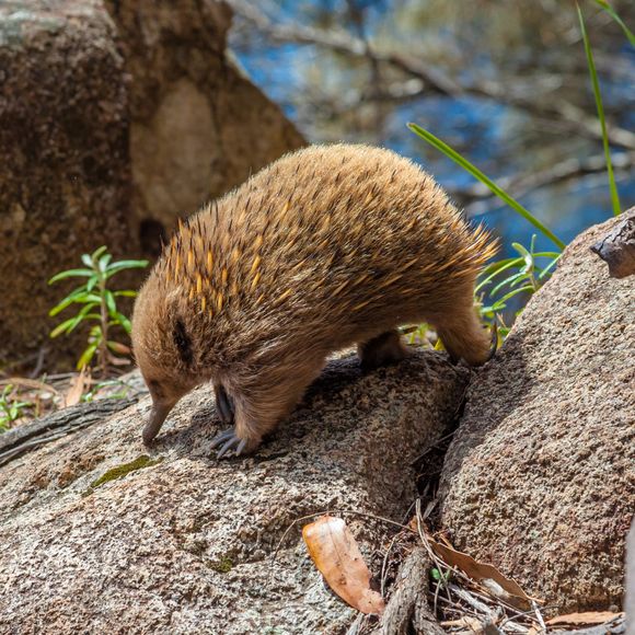 Need it be said, as cute as they may be, echidnas are not cuddle toys.