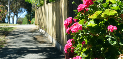 Blooming flowers on a residential street in Essendon, Melbourne.